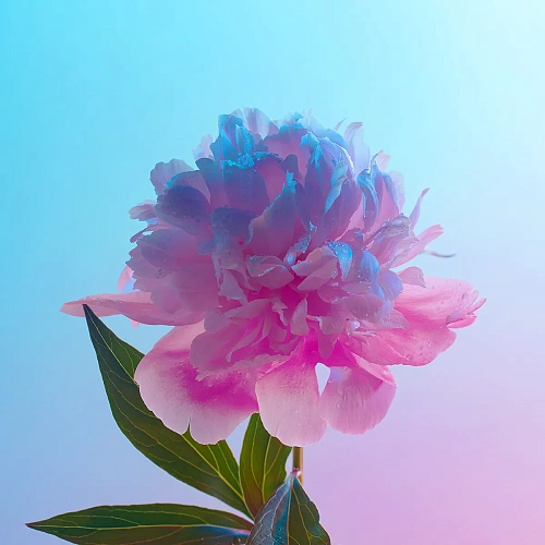 Пион 8