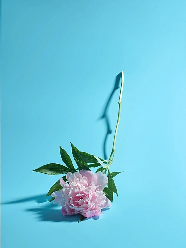 Пион 1