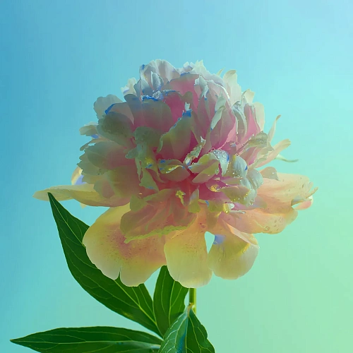 Пион 9