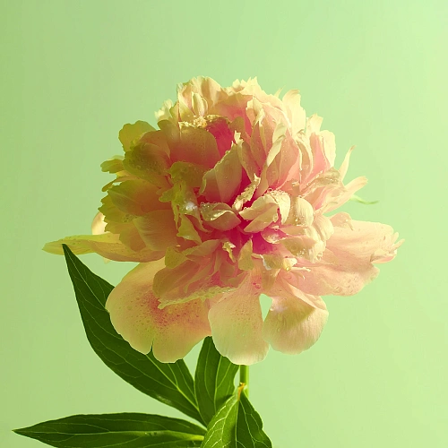 Пион 10