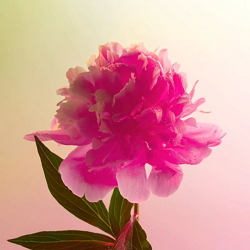 Пион 11